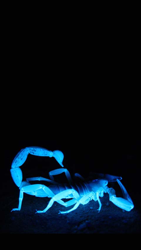 Free Phone Backgrounds Wallpapers-480x854 px FWVGA